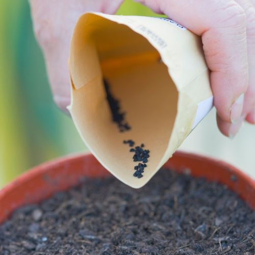 seeds being poured from pouch into planter