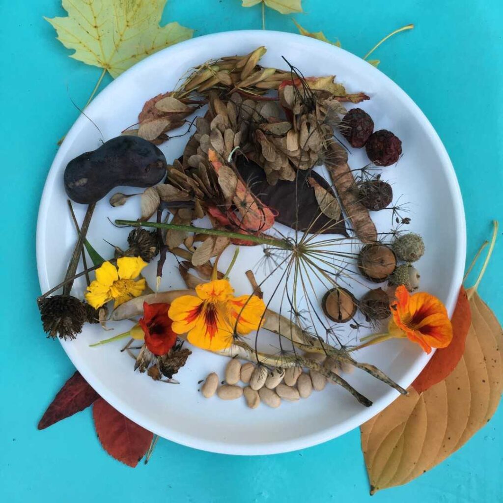 Collection of seed heads and flowers on a plate